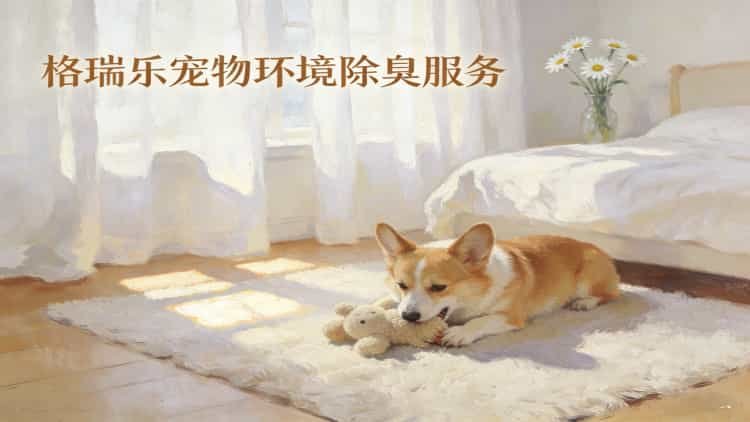 武汉养宠家庭看过来！格瑞乐宠物环境除臭服务，让爱与清新共存